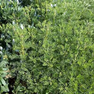 Artemisia abrotanum