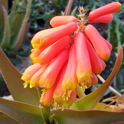 Aloe ciliaris (Aloiampelos ciliaris)