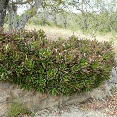 Aloe x nobilis