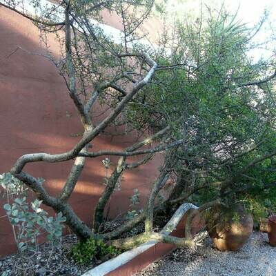 Bursera fagaroides
