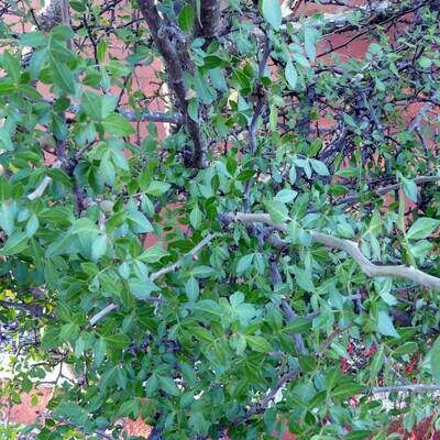Bursera fagaroides