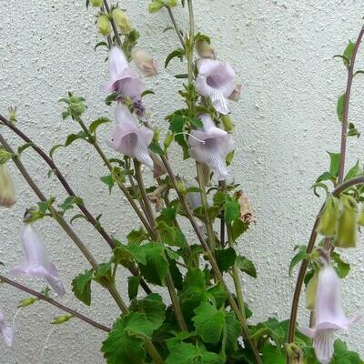 Ceratotheca triloba (South African foxglove)