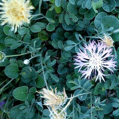 Centaurea bella