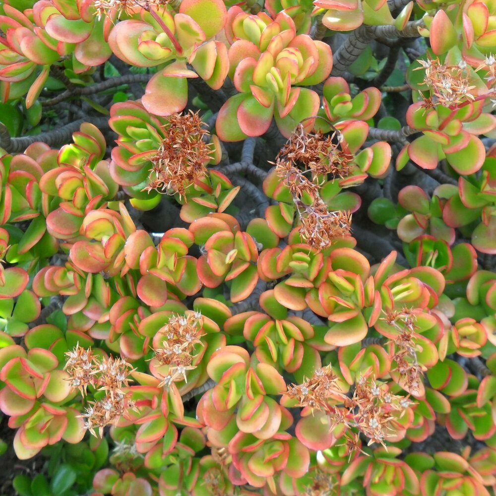 Crassula ovata