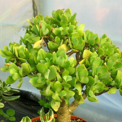 Crassula undulatifolia