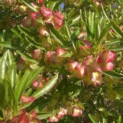 Dodonea viscosa var. purpurea