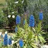 Echium candicans