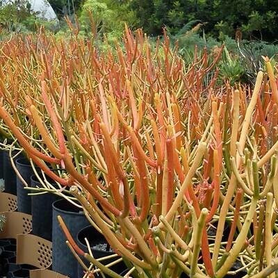 Euphorbia tirucalli 'sticks on fire'
