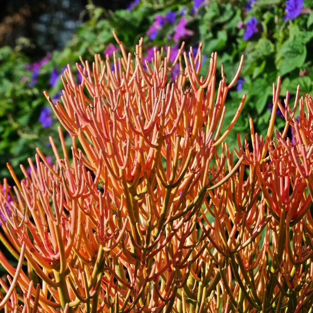 Euphorbia tirucalli &#39;sticks on fire&#39;