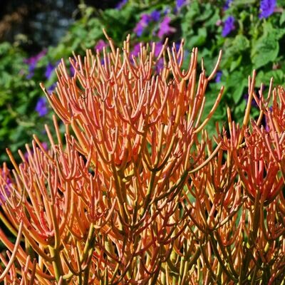Euphorbia tirucalli &#39;sticks on fire&#39;