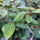 Elaeagnus x ebbingei