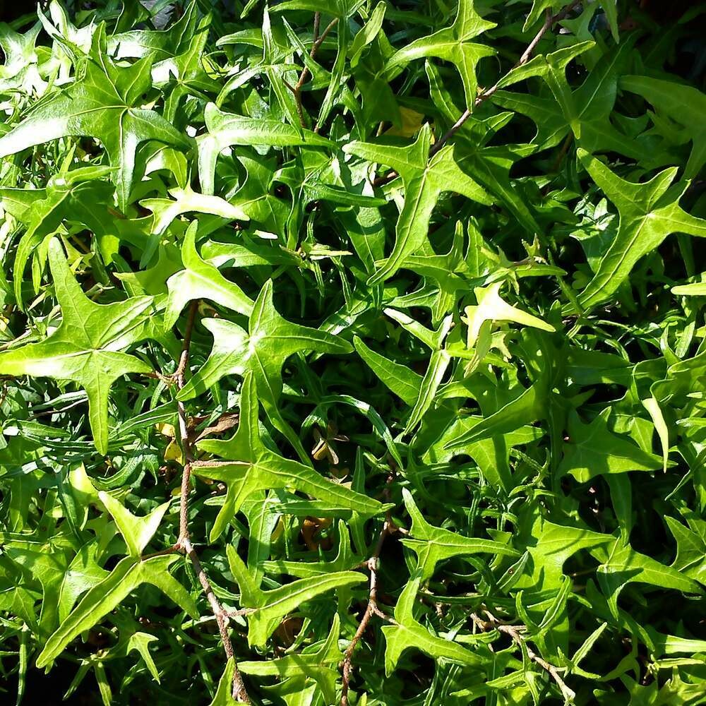 Hedera helix (Bird&#39;s foot Ivy)