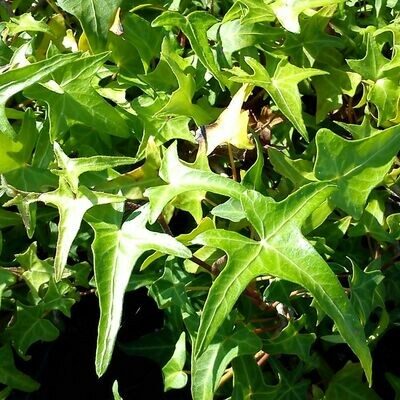 Hedera helix (Bird's foot Ivy)