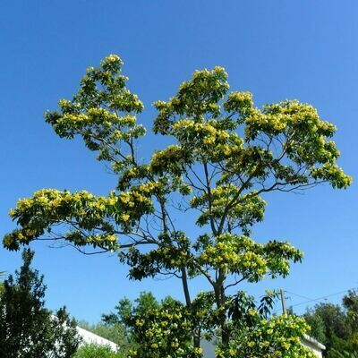 Hymenosporum flavum