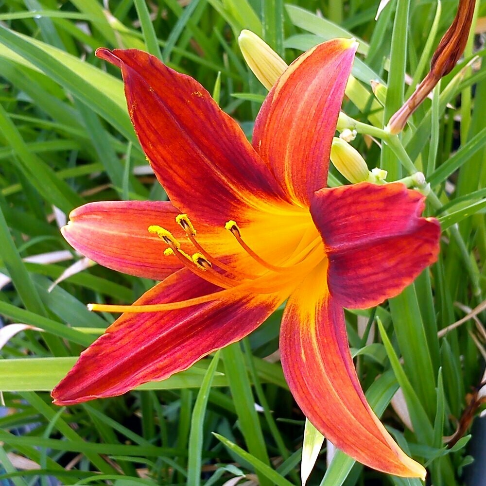 Hemerocallis ‘Sammy Russell’