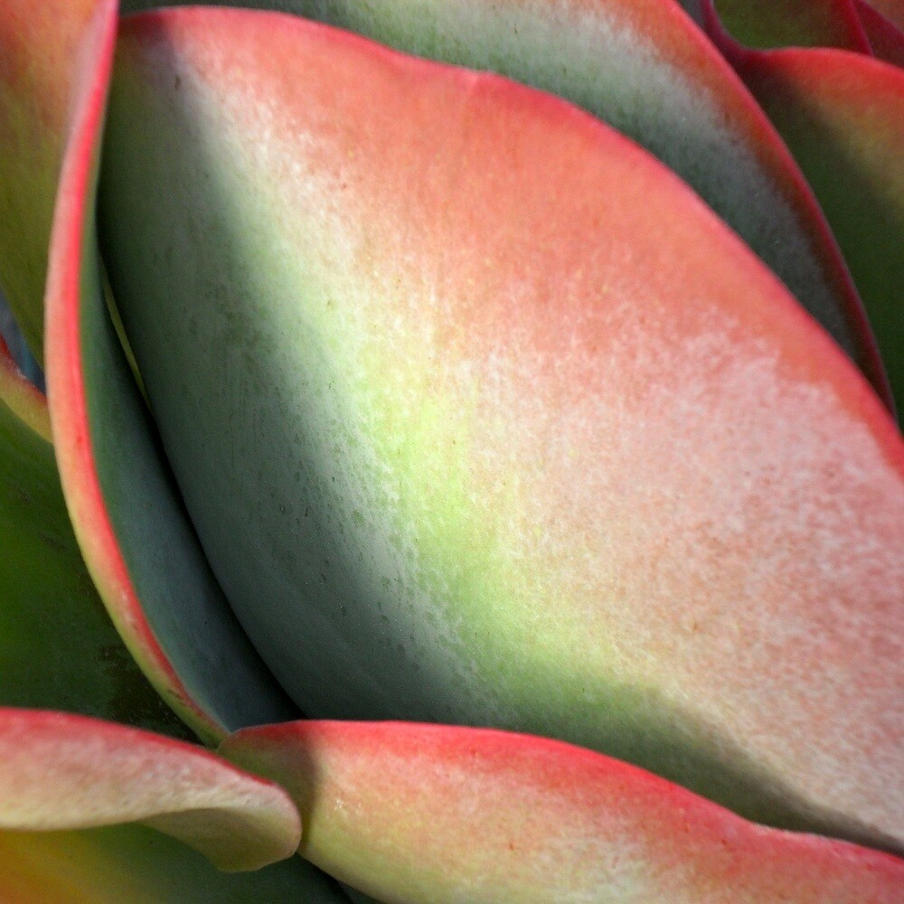 Kalanchoe thyrsiflora