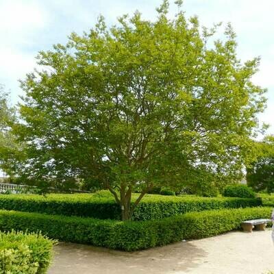 Lagerstroemia indica