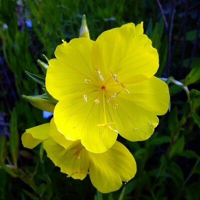 Oenothera tetragona