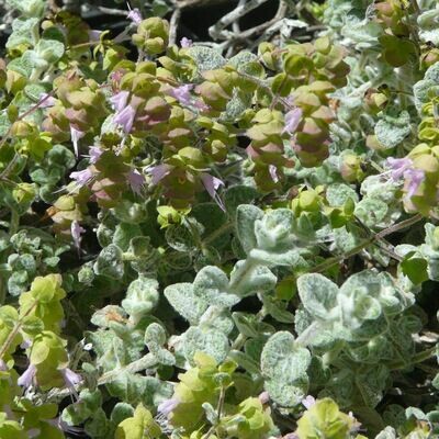 Origanum dictamnus
