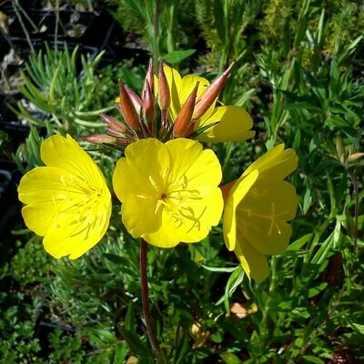 Oenothera tetragona