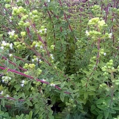 Origanum majorana