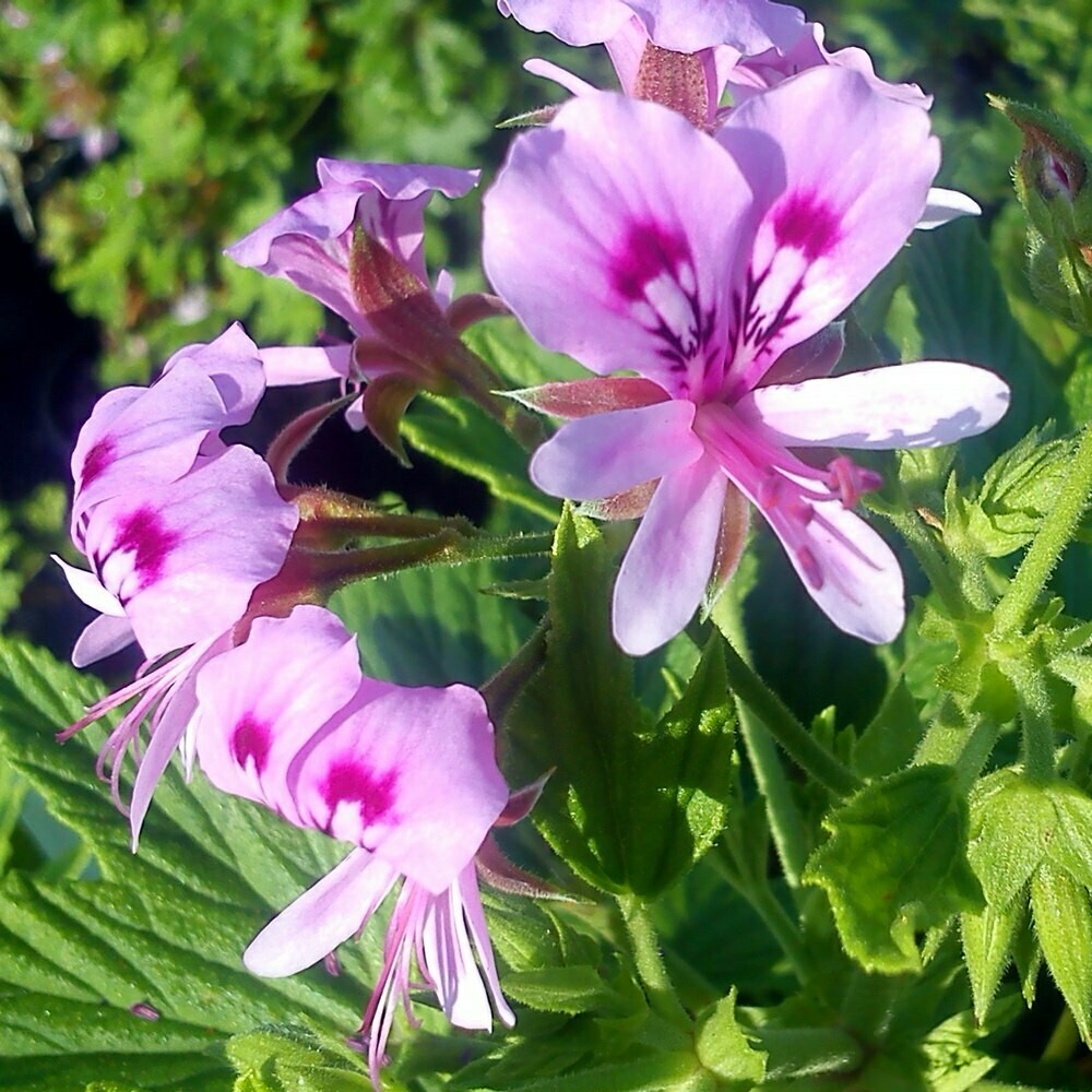 Pelargonium citronellum