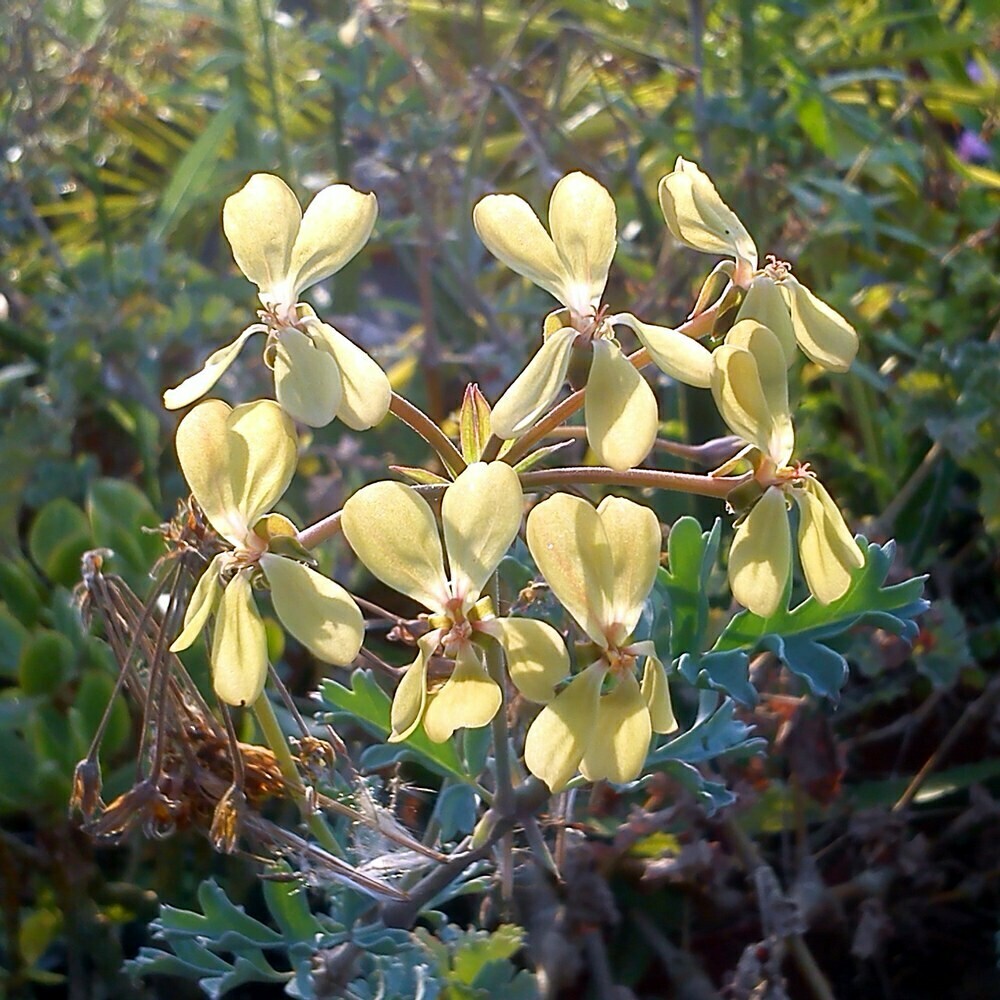 Pelargonium gibbosum