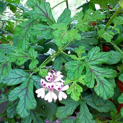Pelargonium quercifolium