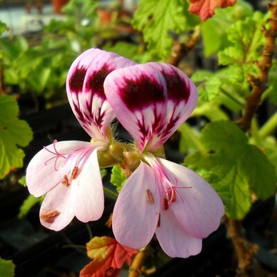 Pelargonium quercifolium