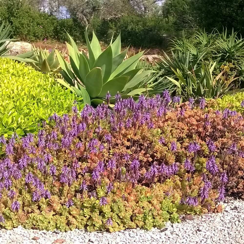Plectranthus neochilus &#39;Lois Woodhull&#39;