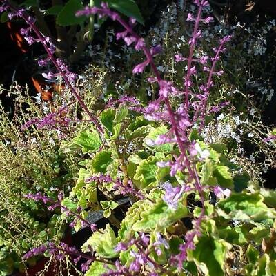 Plectranthus fruticosus &#39;James&#39;