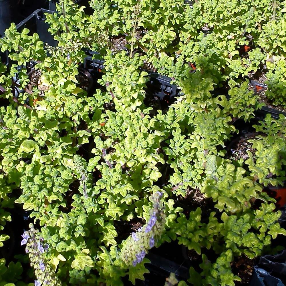 Plectranthus venteri