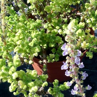Plectranthus venteri
