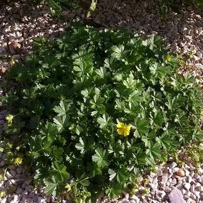 Potentilla neumanniana