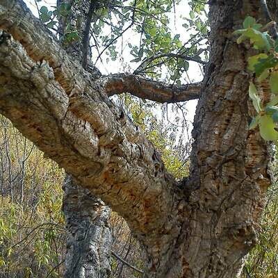 Quercus suber