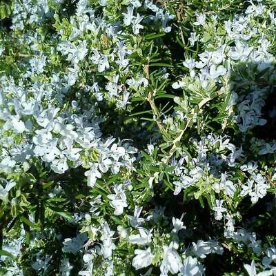 Salvia rosmarinus prostratus