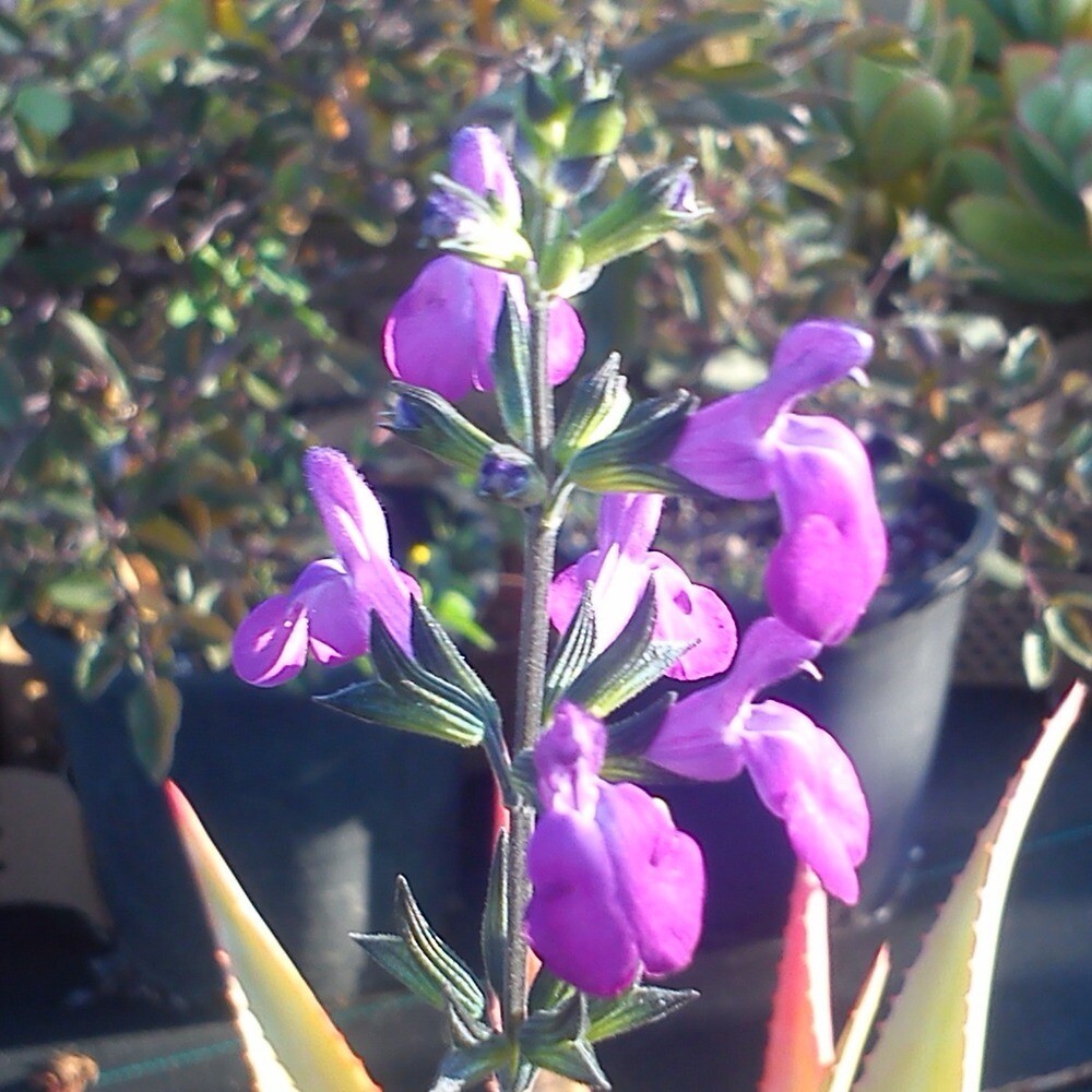 Salvia x &#39;Christine Yeo&#39;