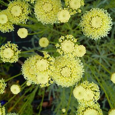 Santolina pinnata ssp. neapolitana &#39;Edward Bowles&#39;