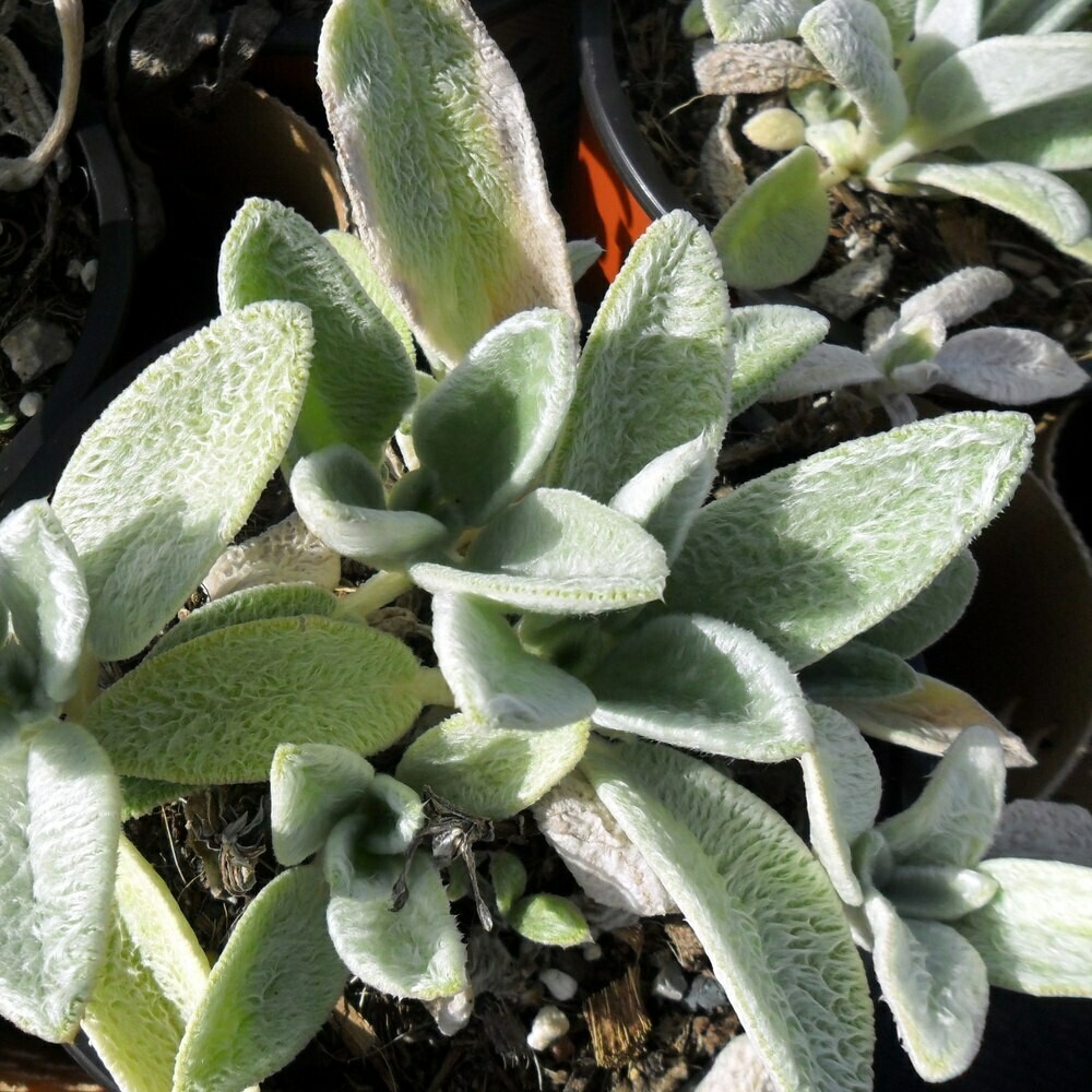 Stachys byzantina &#39;Silky fleece&#39;