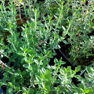 Teucrium x lucydrys