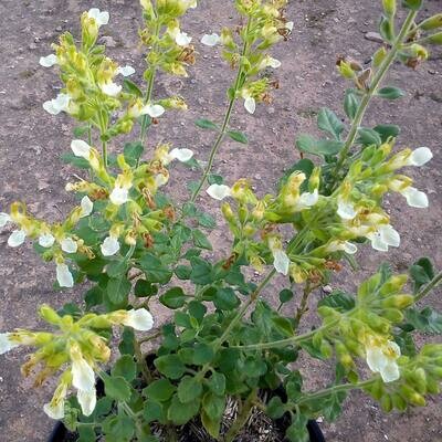 Teucrium flavum subsp. glaucum
