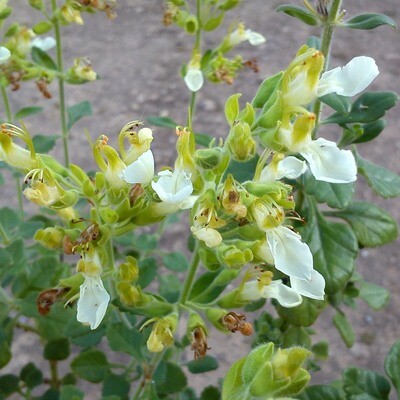 Teucrium flavum subsp. glaucum