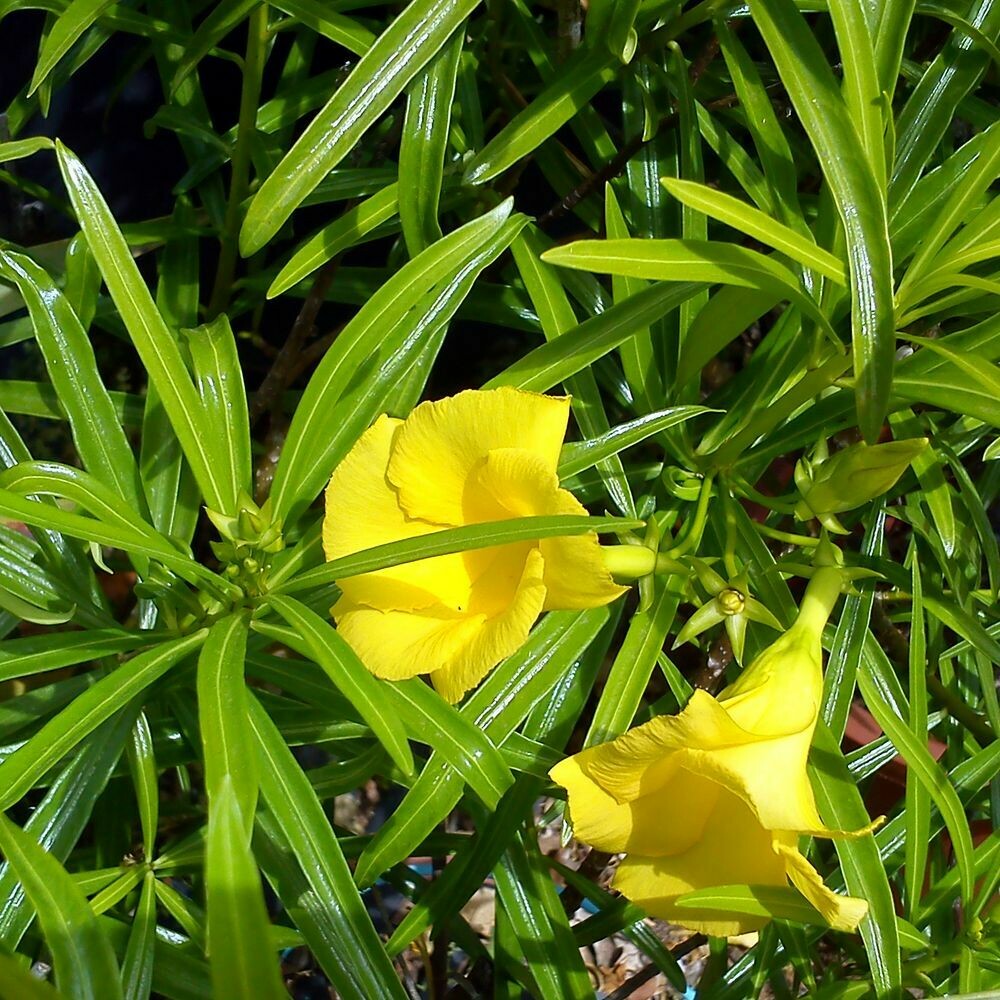 Cascabela thevetia - yellow (Thevetia peruviana)