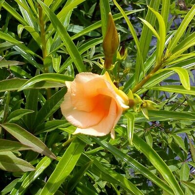 Cascabela thevetia - apricot (Thevetia peruviana)