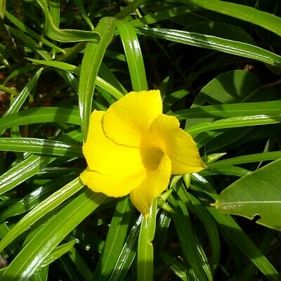 Cascabela thevetia - yellow (Thevetia peruviana)