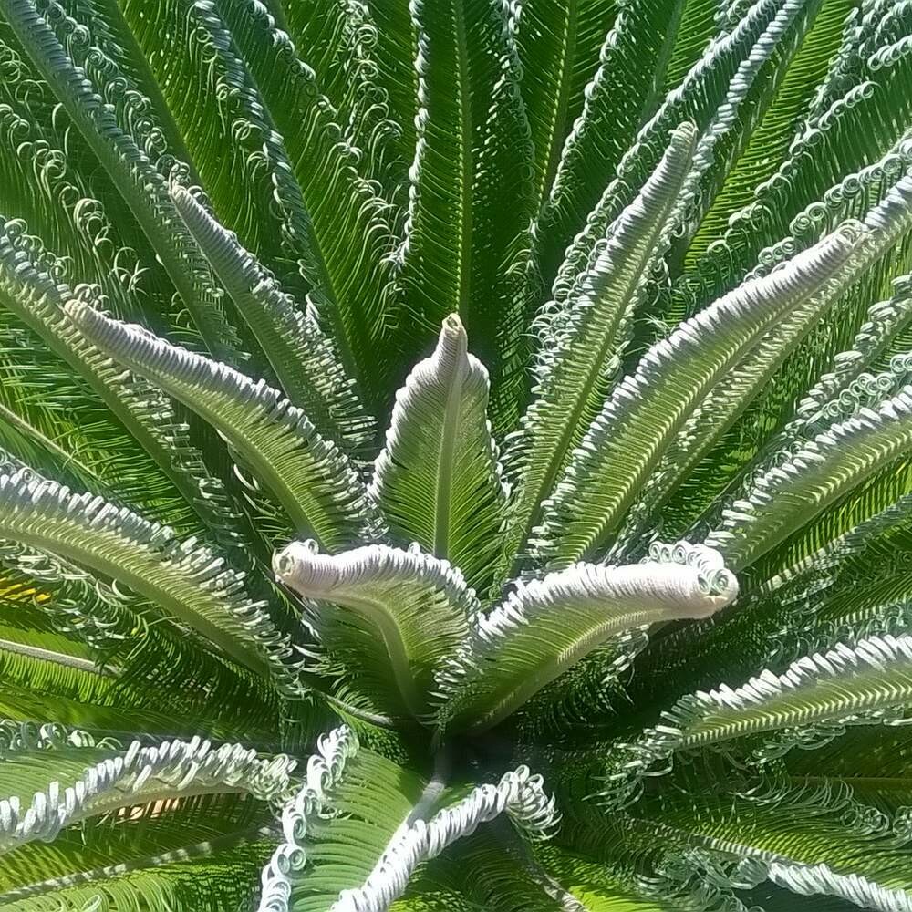 Cycas revoluta
