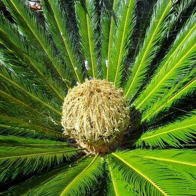 Cycas revoluta