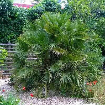 Chamaerops humilis