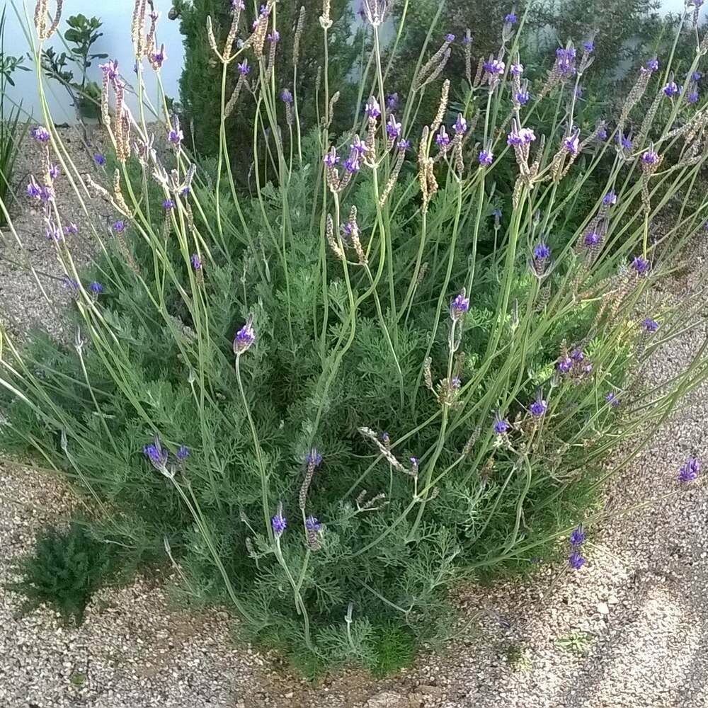 Lavandula pinnata