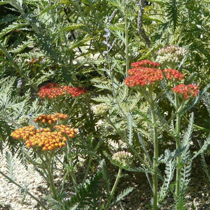 Achillea millefolium ‘Safran’